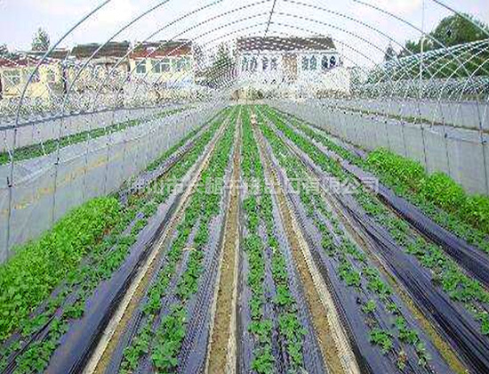 塑料薄膜 塑料薄膜