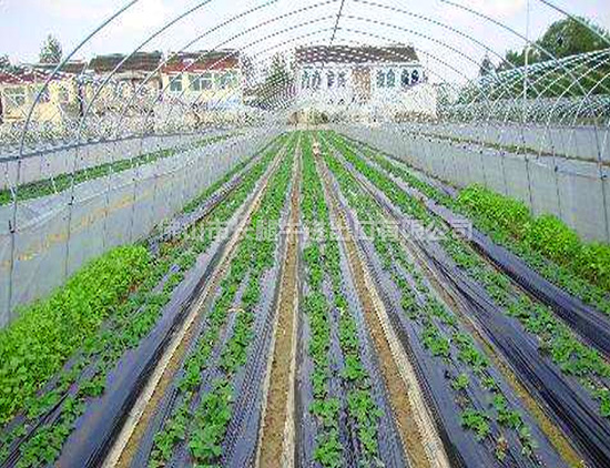 上海优质聚乙稀薄膜批发